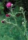 Carduus acanthoides Welted Thistle