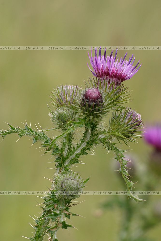 Carduus crispus Welted thistle