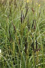 Carex acutiformis Lesser Pond Sedge