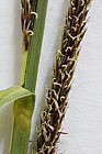 Carex acutiformis Lesser Pond Sedge