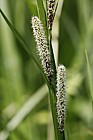 Carex acutiformis Lesser pond sedge