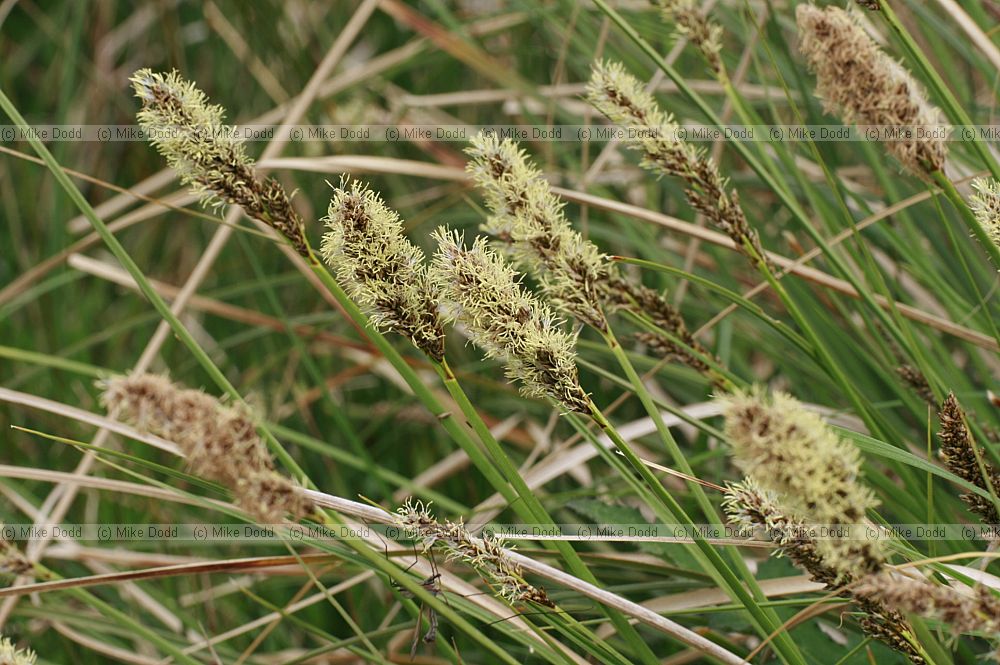 Carex appropinquata Fibrous Tussock sedge