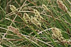 Carex appropinquata Fibrous Tussock sedge