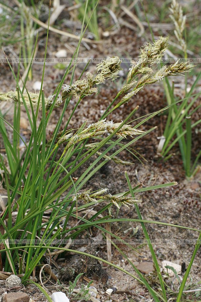 Carex arenaria Sand Sedge