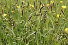 Carex binervis Green ribbed sedge
