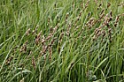 Carex disticha Brown Sedge