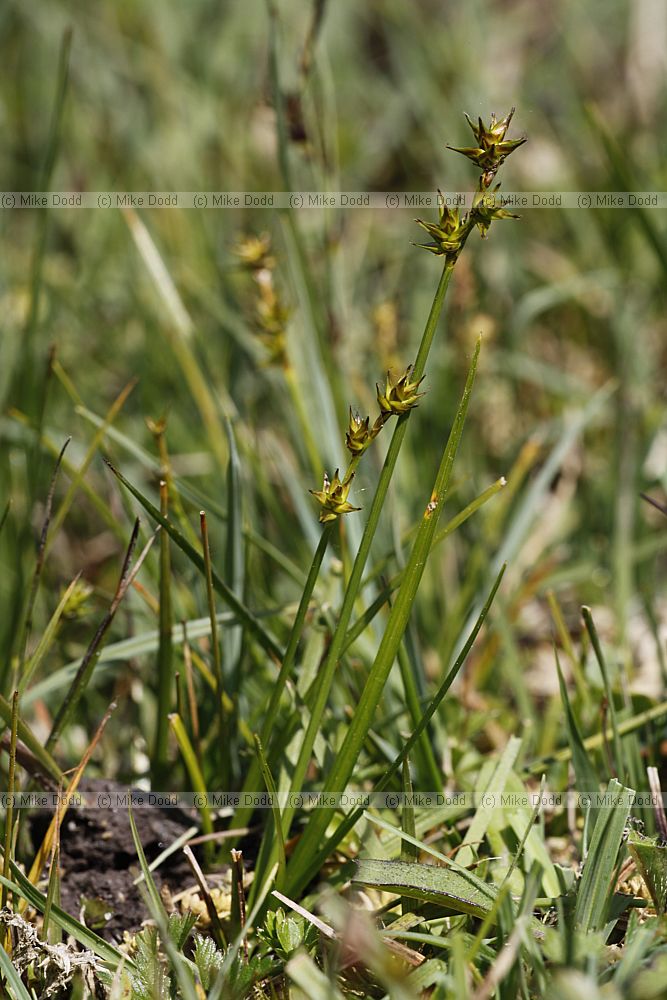 Carex echinata Star Sedge