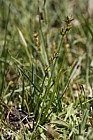 Carex echinata Star Sedge