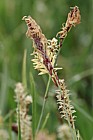 Carex flacca Glaucous Sedge
