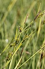 Carex hostiana Tawny Sedge