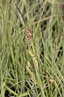 Carex nigra Common Sedge