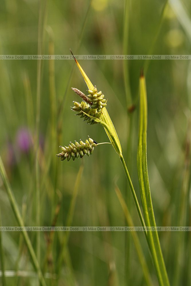 Carex pallescens Pale Sedge