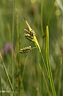 Carex pallescens Pale Sedge