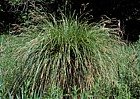 Carex paniculata Greater Tussock Sedge