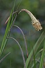 Carex pendula Pendulous Sedge