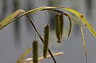 Carex pseudocyperus Cyperus Sedge
