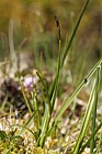Carex pulicaris Flea Sedge (?)