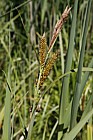 Carex riparia Greater Pond Sedge