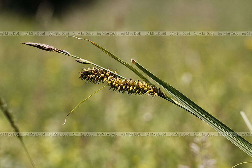 Carex vesicaria Bladder Sedge