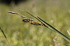 Carex vesicaria Bladder Sedge