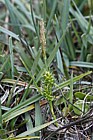 Carex viridula subsp. oedocarpa previously Carex demissa Common Yellow Sedge