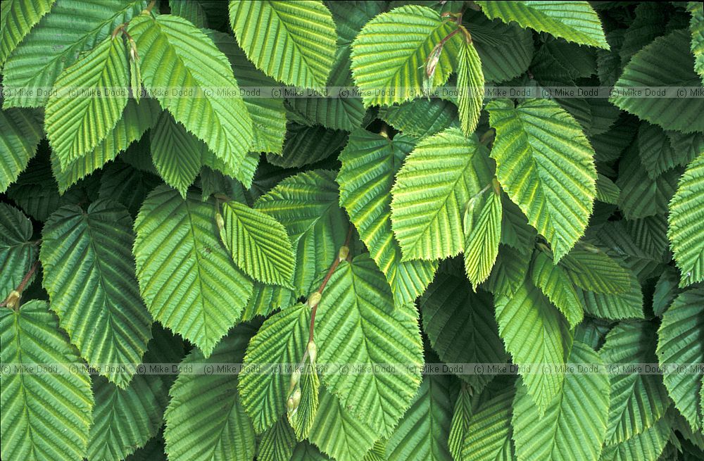 Carpinus betulus Hornbeam