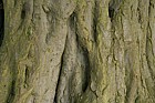 Carpinus betulus Hornbeam bark