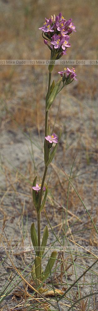 Centaurium littorale Seaside Centaury