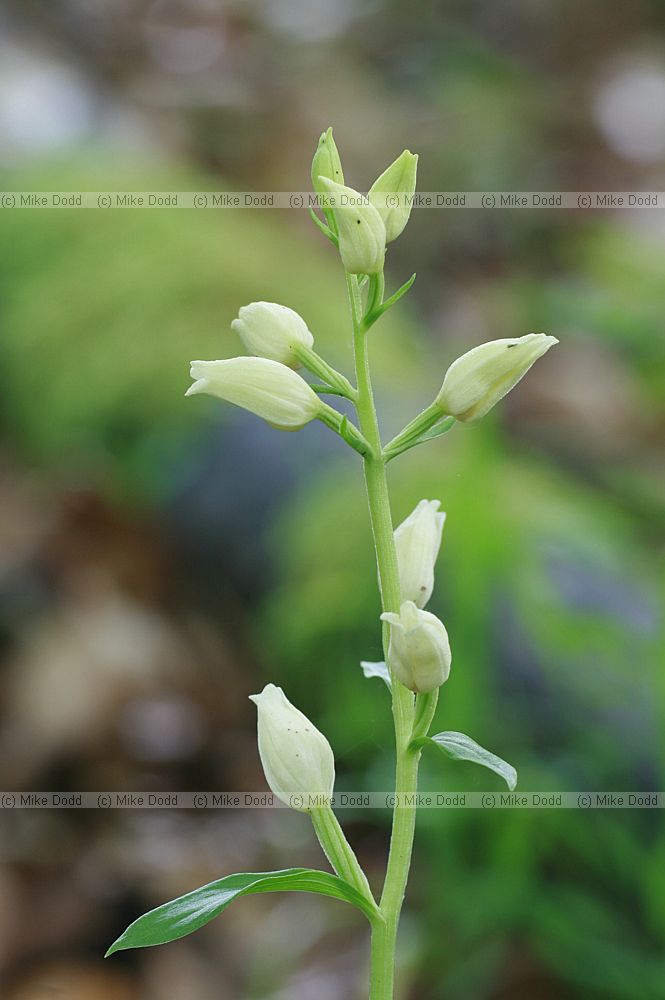 Cephalanthera damasonium White Helleborine