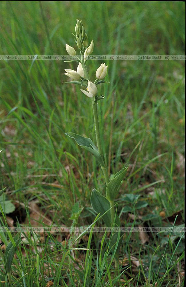 Cephalanthera damsonium White Helleborine