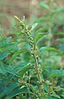 Chenopodium polyspermum Many-seeded Goosefoot