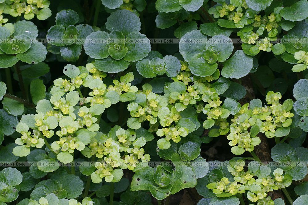 Chrysosplenium oppositifolium Golden Saxifrage