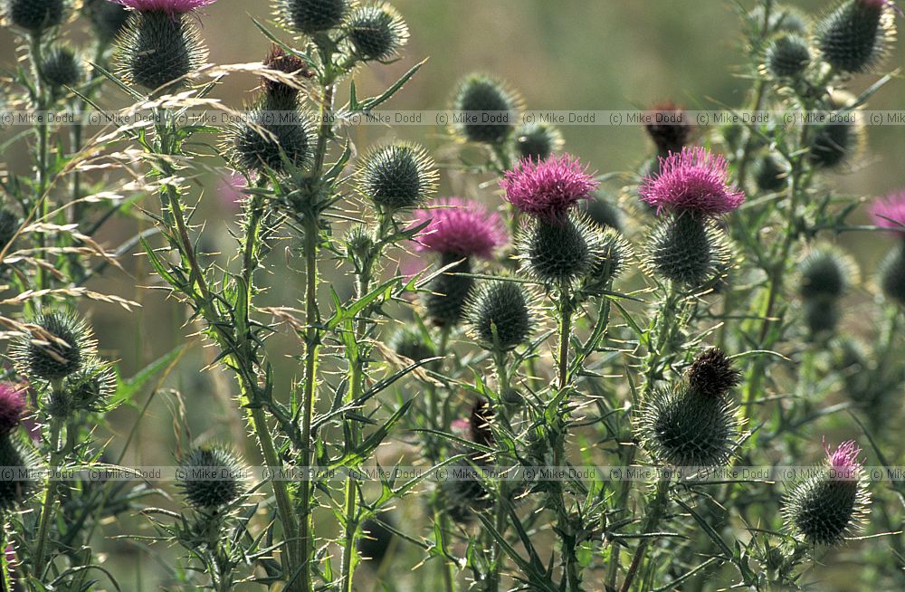 Cirsium vulgare Spear Thistle