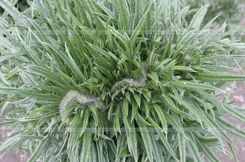 Cirsium vulgare Spear thistle fasciation