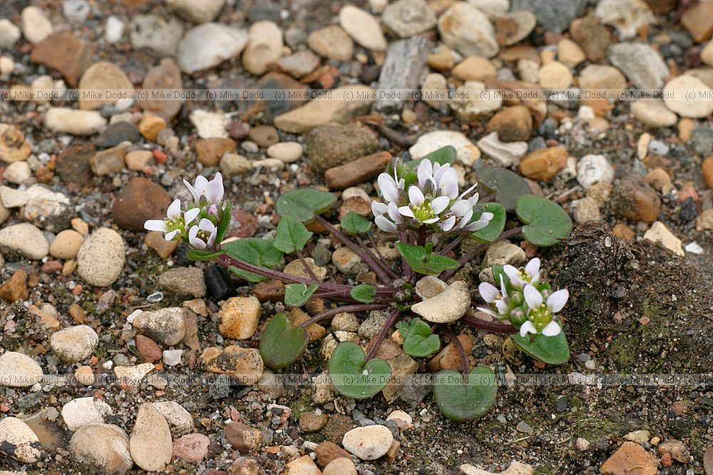 Cochlearia danica Danish Scurvygrass