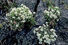 Cochlearia officinalis Common Scurvygrass