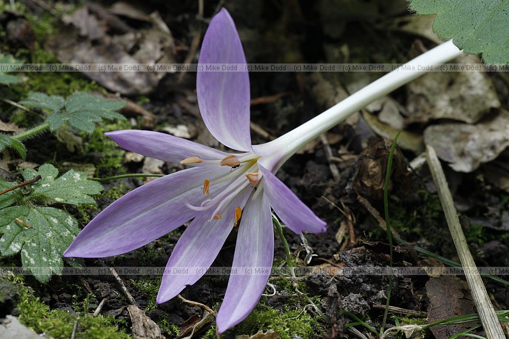 Colchicum autumnale Meadow Saffron or Naked Ladies