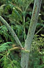 Conium maculatum Hemlock