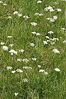Conopodium majus Pignut grassland Upper Teesdale
