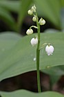 Convallaria majalis Lily of the Valley