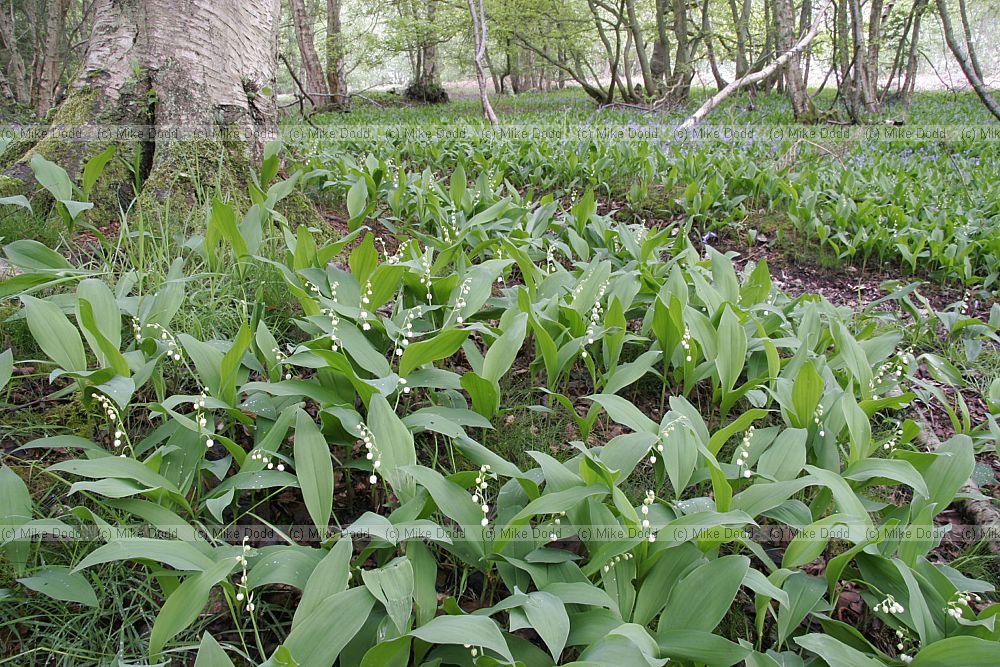 Convallaria majalis Lily of the Valley