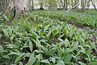 Convallaria majalis Lily of the Valley