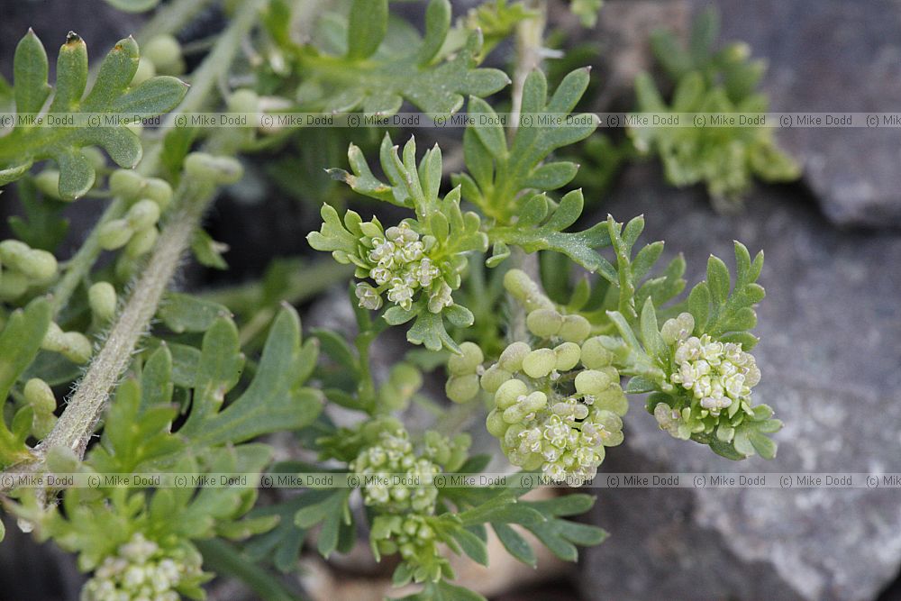 Coronopus didymus Lesser Swine-cress