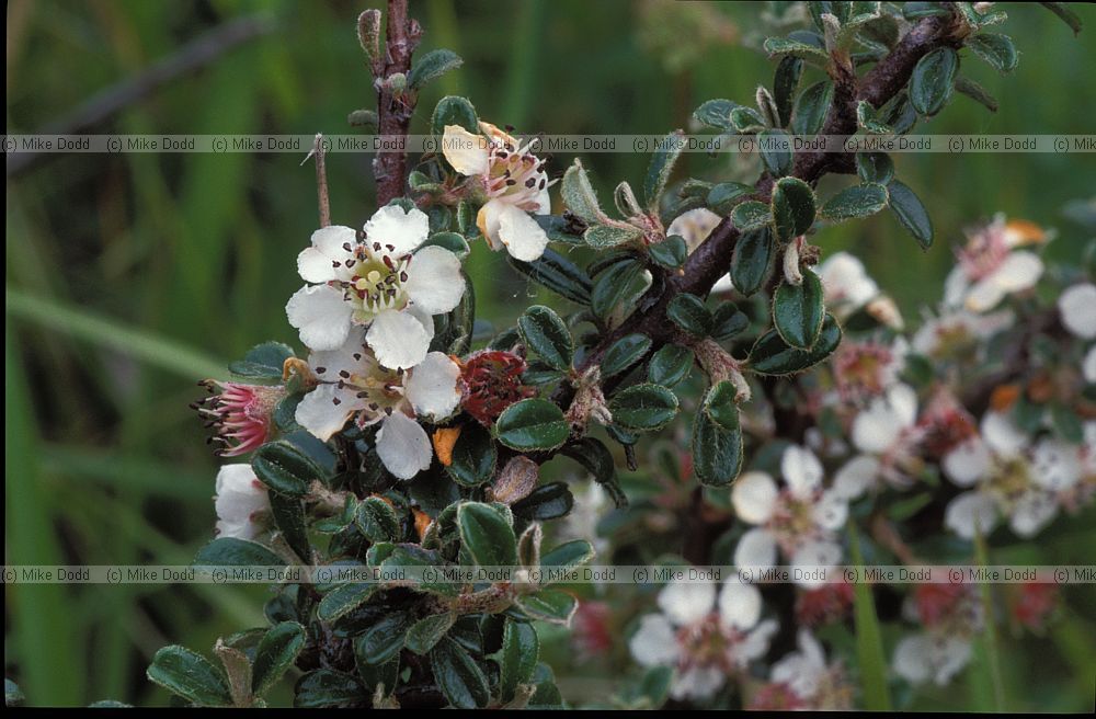 Cotoneaster sp.