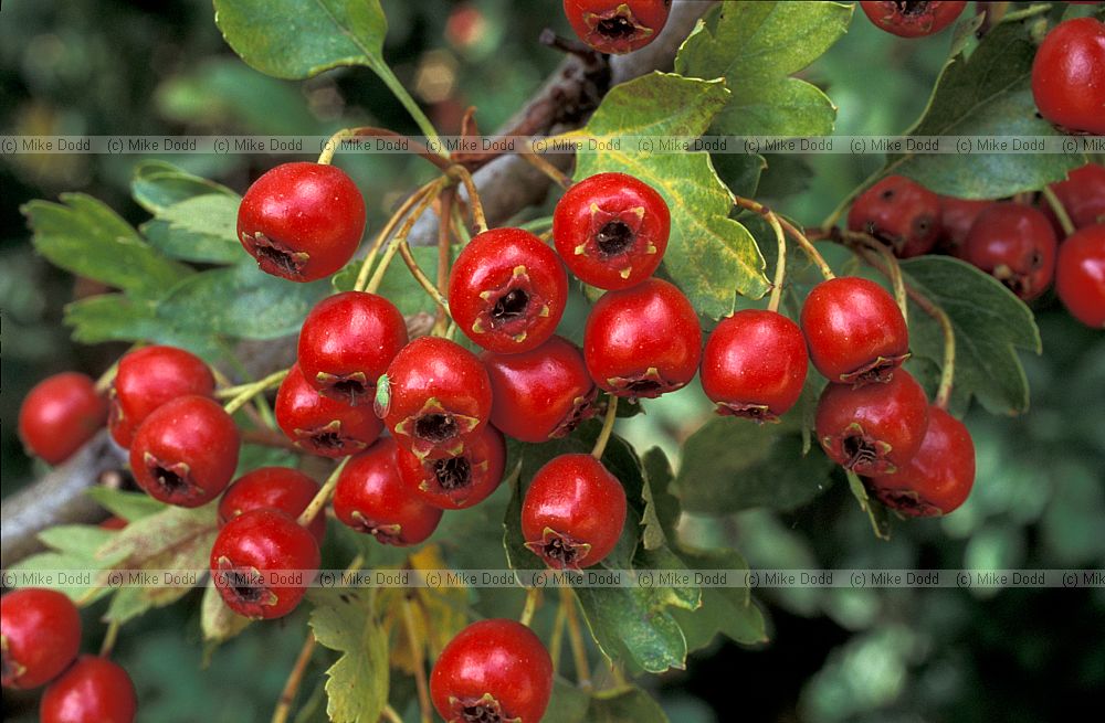 Crataegus monogyna Hawthorn or May Tree