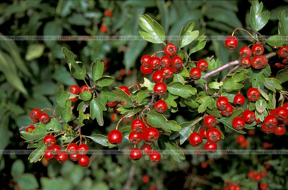 Crataegus monogyna Hawthorn or May Tree