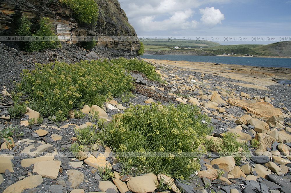 Crithmum maritimum Rock Samphire