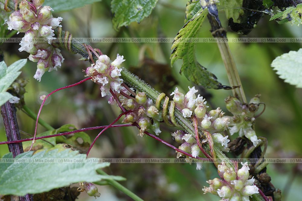 Cuscuta europaea Greater Dodder