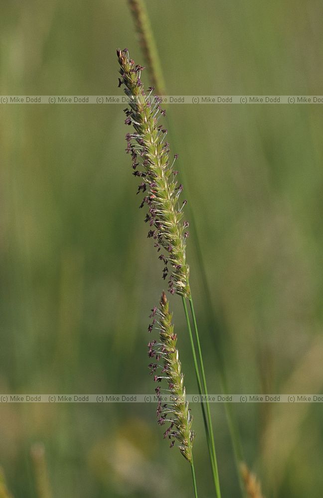 Cynosurus cristatus Crested Dog's tail