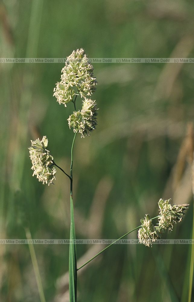 Dactylis glomerata Cock's-foot grass